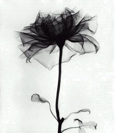 black rose