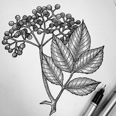 Elderberry leaves design