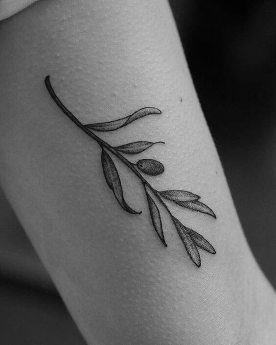 Olive leaf