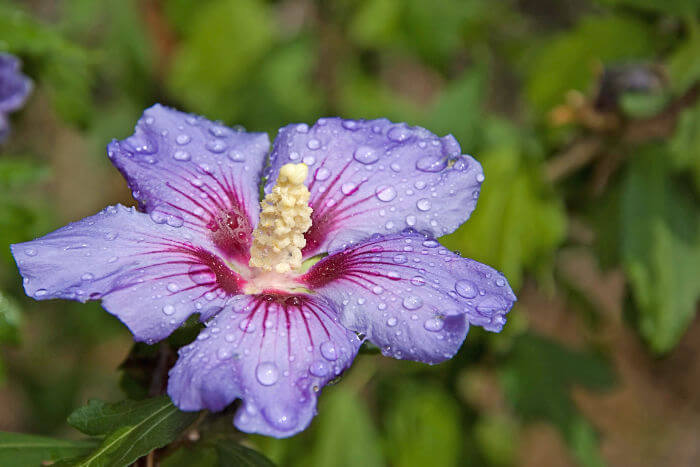 Hibiscus Flower meaning